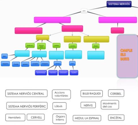 Esquema sistema nerviós