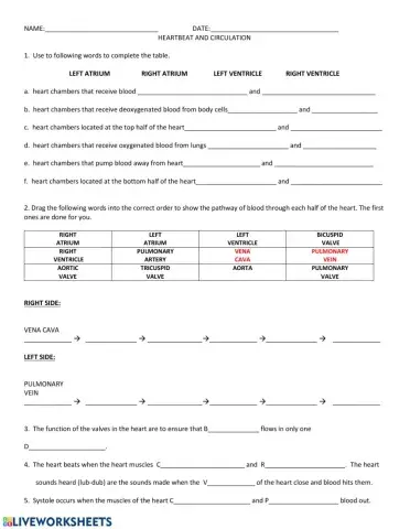 Heartbeat and circulation