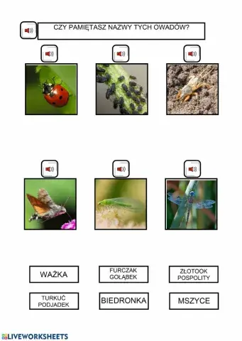 Czy owady tylko wadzą?