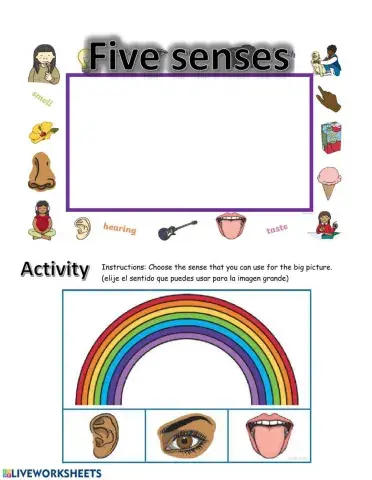 5 senses