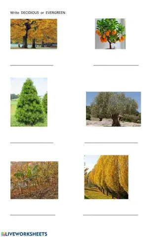 Evergreen and decidious