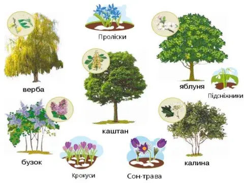 Дерева, кущі та трав'янисті рослини навесні.