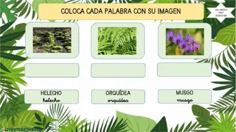 Plantas de la selva