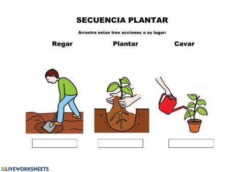 Secuencia plantar