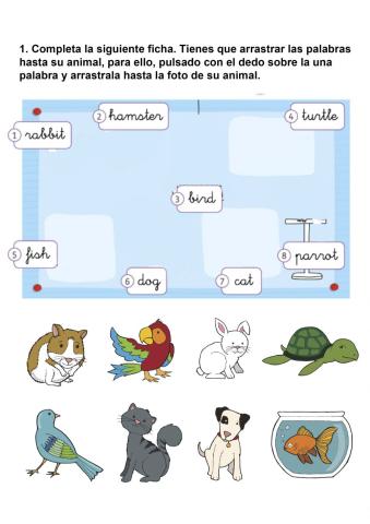 Arrastra el animal correcto