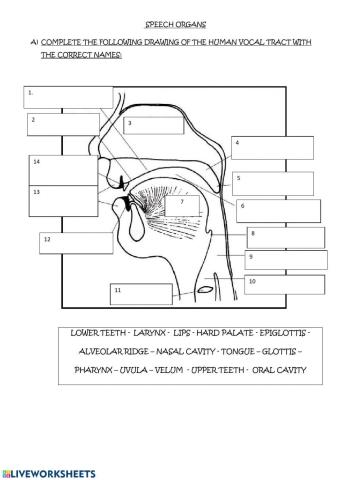 Speech organs