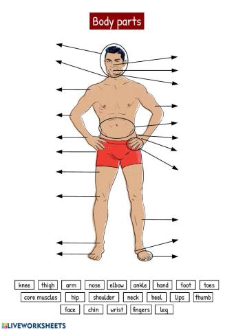 Body parts