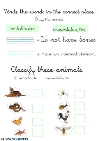 Vertebrates and Invertebrates