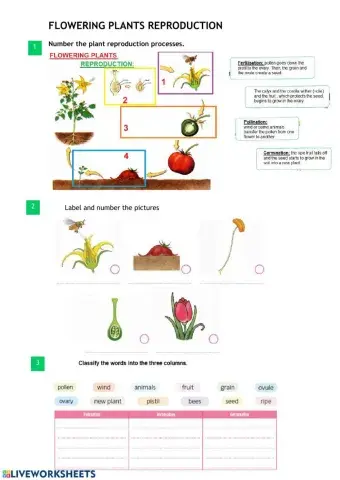 Flowering plants reproduction