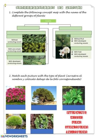 Classification of plants
