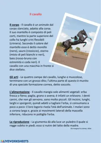 Il cavallo