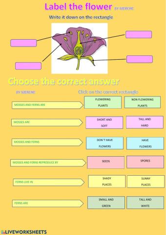 Non flowering plants