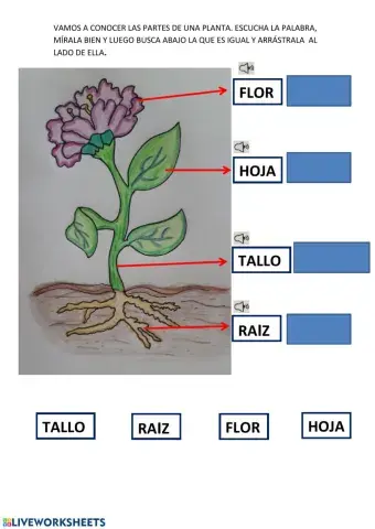 Partes de una planta.