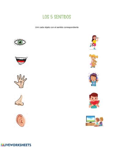 Los 5 sentidos
