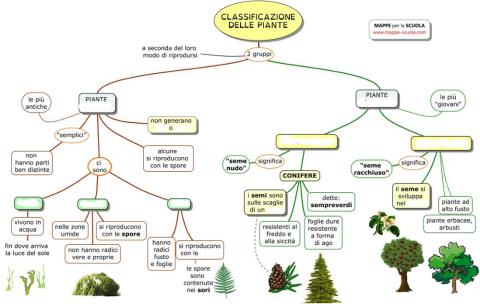 Classificazione delle piante
