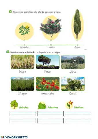 Hierbas, plantas y arbustos