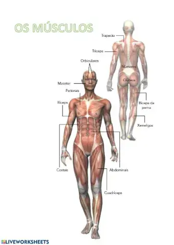 Os músculos