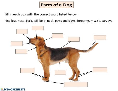 Parts of a Dog