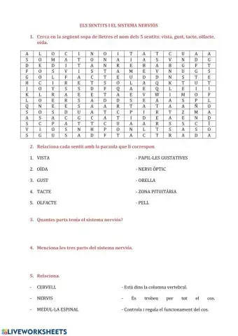 Sentits i sistema nerviós