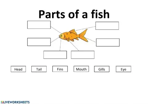 Parts of a fish