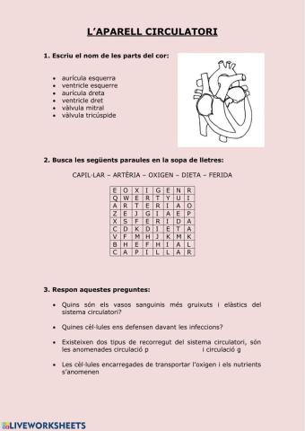 La circulació sanguínia