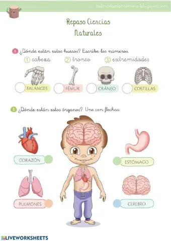 Repaso ciencias primero primaria