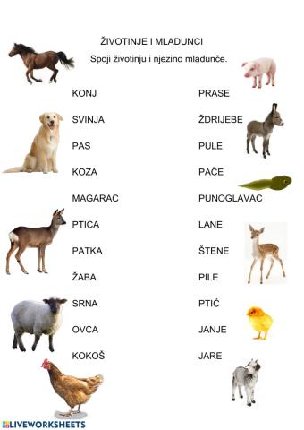 Životinje i mladunčad