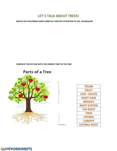 Tree vocabulary