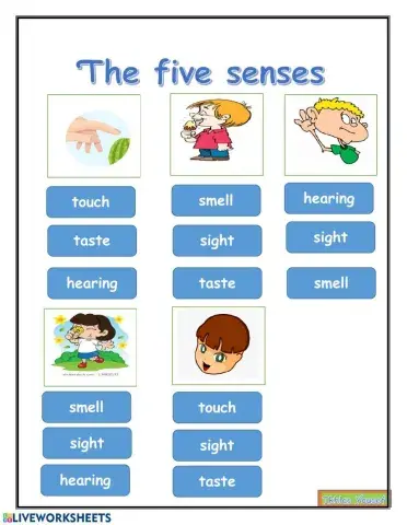Five senses