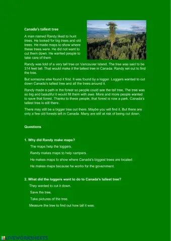 Canada's tallest tree