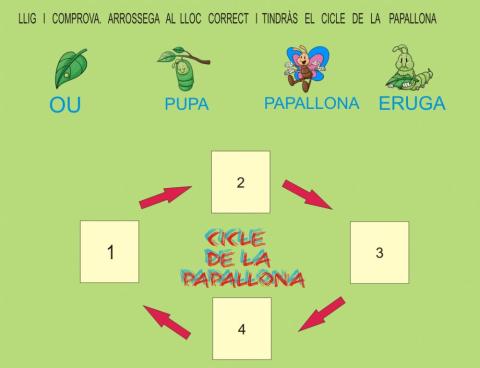 Cicle papallona
