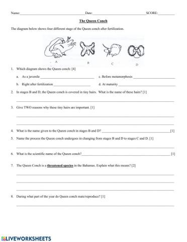 Life Cycle of Queen Conch