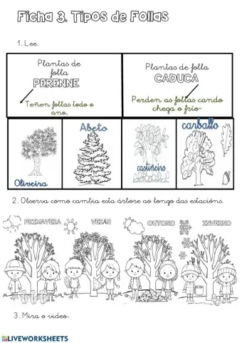 Ficha 4. folla caduca e folla perenne