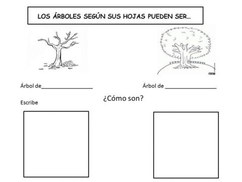 Hoja caduca y hoja perenne