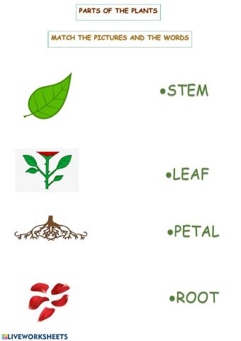 Parts of the plant