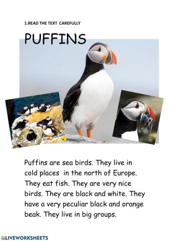 3rd grade Reading comprehension Puffins 