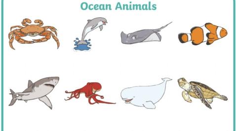 Y5 ocean animals