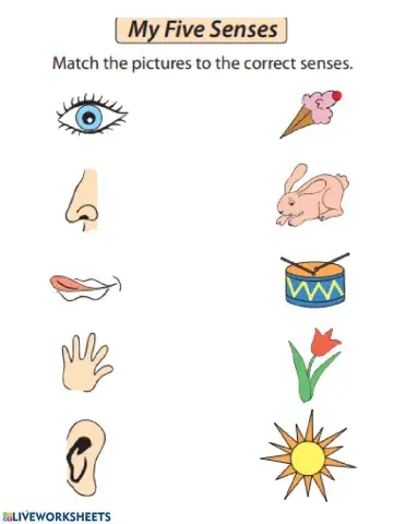 5 senses