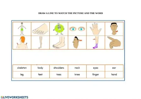 Draw a line to match the picture and the word