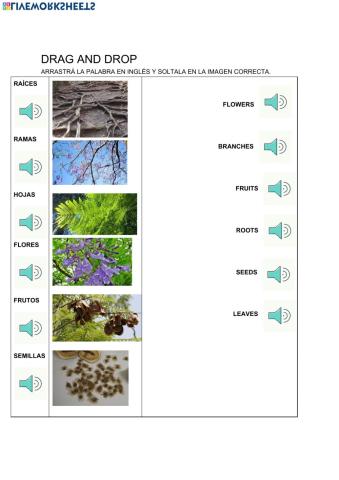 Parts of a tree: jacaranda