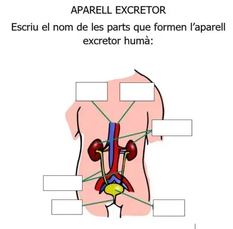 Parts de l'aparell excretor