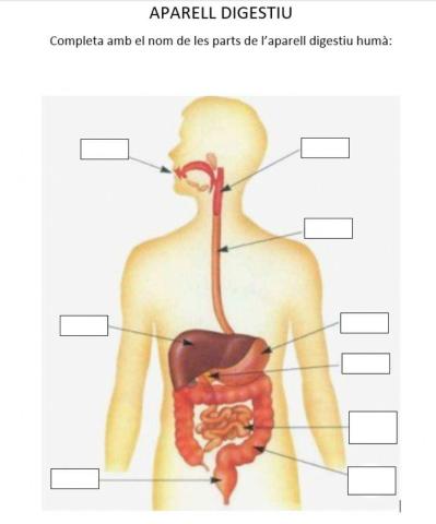 Parts de l'aparell digestiu