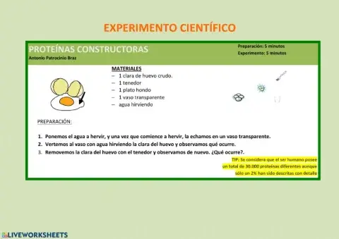 Experimento -proteínas constructoras