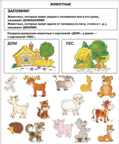Домашние и дикие животные