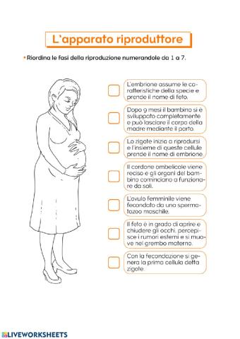 Apparato riproduttore