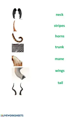 Animal body parts