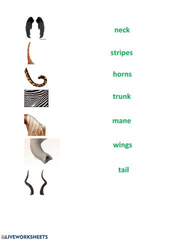 Animal body parts