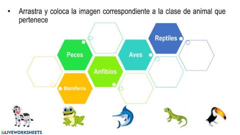 Clasificación de los vertebrados