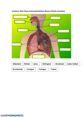Arnas-aparatua jarduera