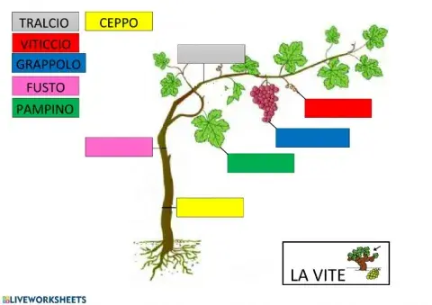 La vite, gli alberi da frutto